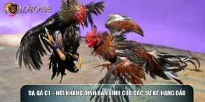 Đá Gà C1 - Nơi Khẳng Định Bản Lĩnh Của Các Sư Kê Hàng Đầu