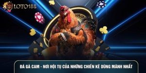 Đá Gà Cam - Nơi Hội Tụ Của Những Chiến Kê Dũng Mãnh Nhất