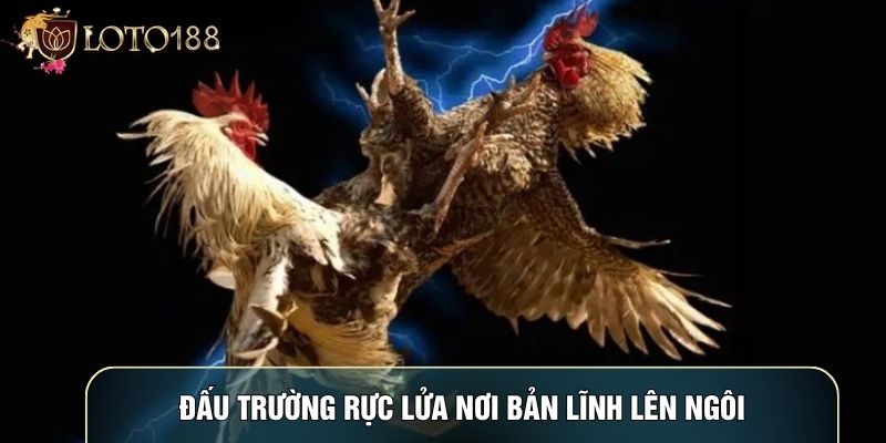 Đấu trường rực lửa nơi bản lĩnh lên ngôi Đấu trường rực lửa nơi bản lĩnh lên ngôi