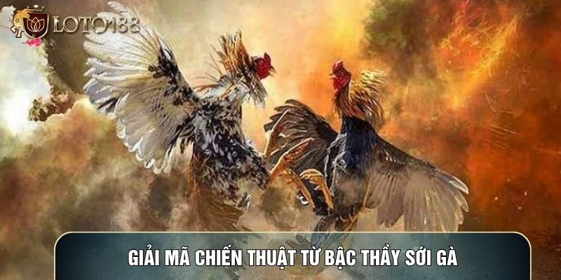 Giải mã chiến thuật từ bậc thầy sới gà