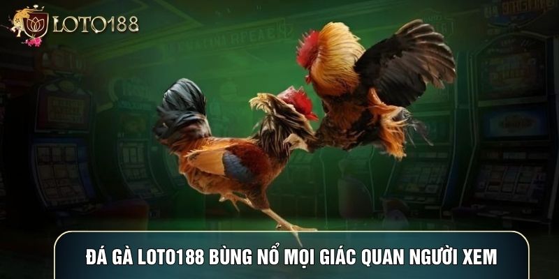 Đá gà LOTO188 bùng nổ mọi giác quan người xem