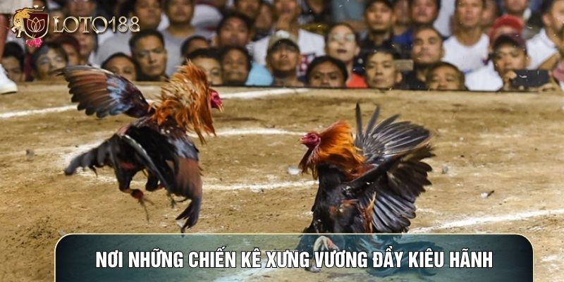 Nơi những chiến kê xưng vương đầy kiêu hãnh